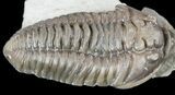 Nice, Flexicalymene Trilobite - Ohio #55400-2
